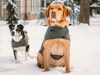 Fun at the Dog Park in the Snow: What to Keep in Mind When Taking Your Canine Companion out This Winter